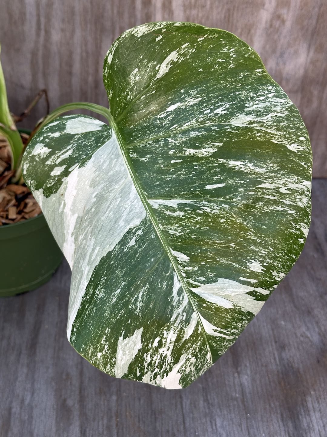 Monstera Deliciosa 'Albo' (Small Form) in an 8-inch pot, showcasing distinctive neon greenish yellow variegation on dark green leaves.