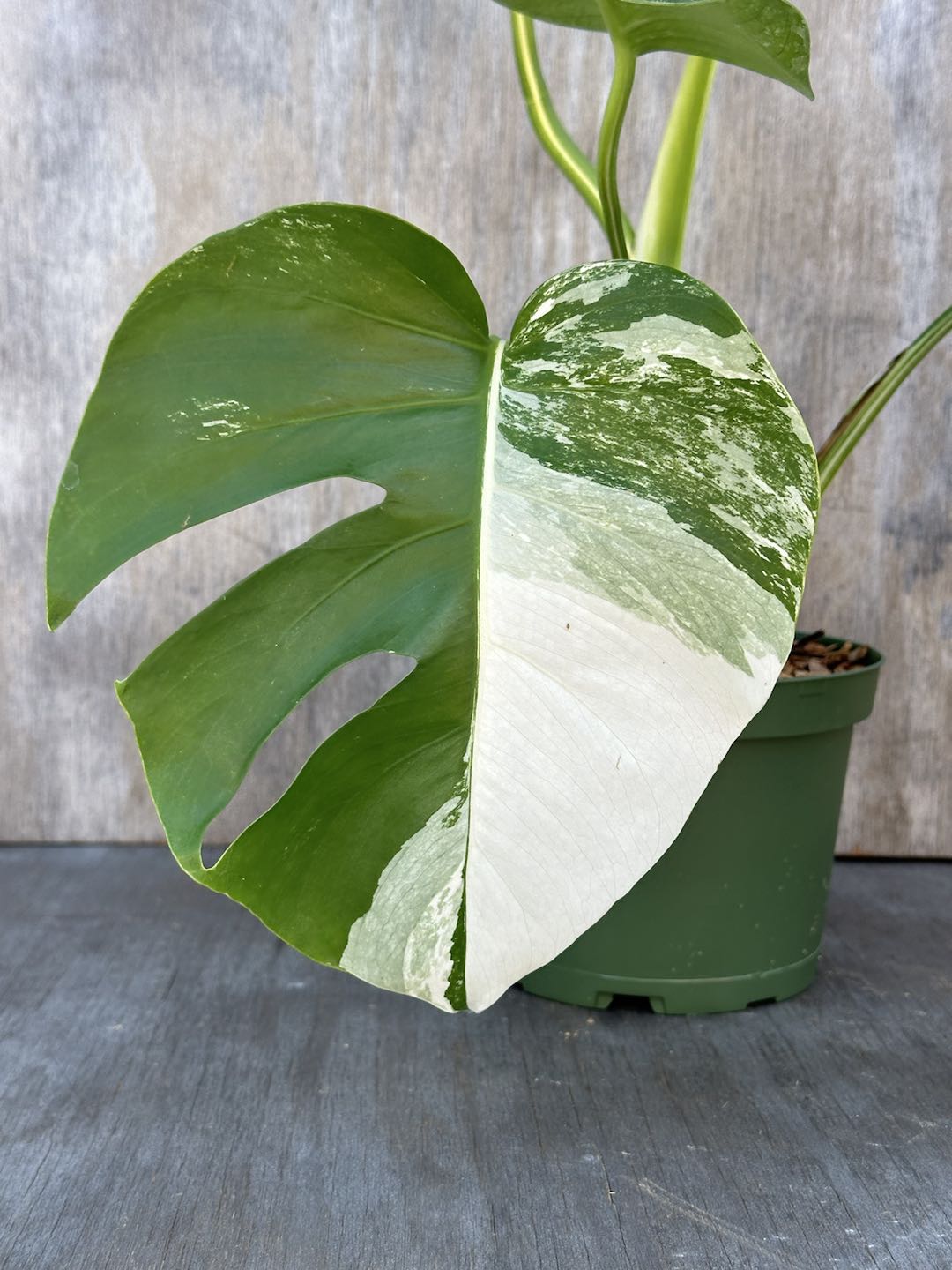 Monstera Deliciosa 'Albo' (Small Form) in an 8-inch pot, showing its distinctive neon greenish yellow variegated leaves contrasting with darker green areas.