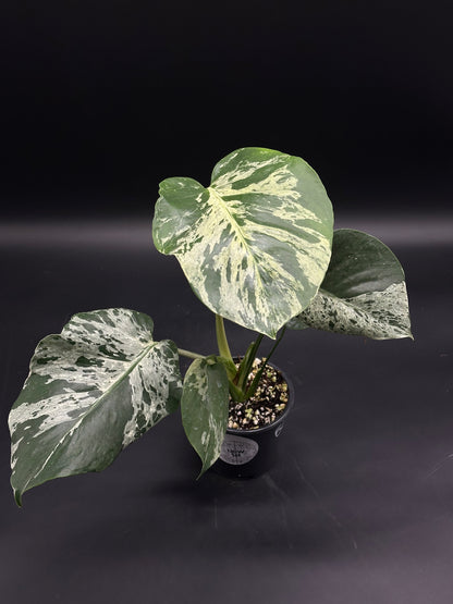 Monstera deliciosa 'Bulbasaur', a rare tropical houseplant, features large, heart-shaped leaves with dark green and creamy-white variegation in a small black nursery pot.