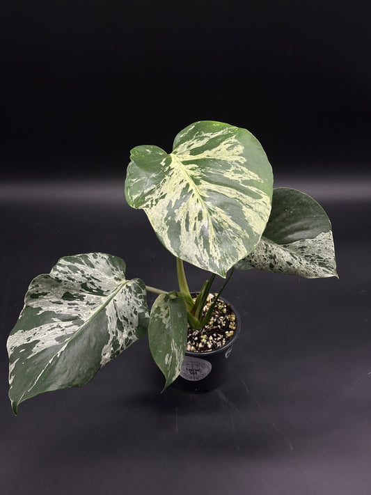 Monstera deliciosa 'Bulbasaur', a rare tropical houseplant, features large, heart-shaped leaves with dark green and creamy-white variegation in a small black nursery pot.