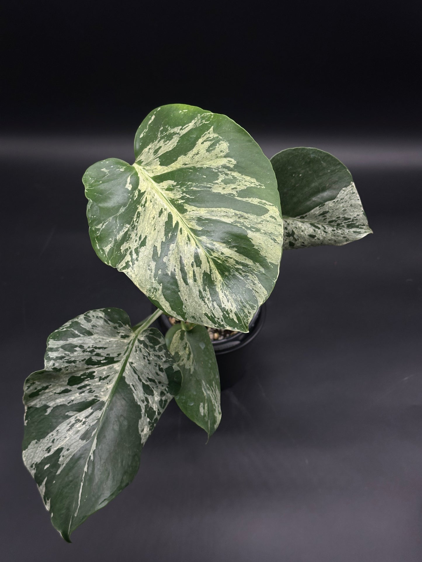 Potted Monstera deliciosa 'Bulbasaur' showcasing large, heart-shaped leaves with creamy-white and green variegation, ideal for exotic houseplant collectors.
