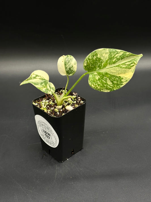 Monstera deliciosa 'Thai Constellation' in black pot, featuring young, heart-shaped variegated leaves in green and creamy white, ideal for exotic houseplant collectors.