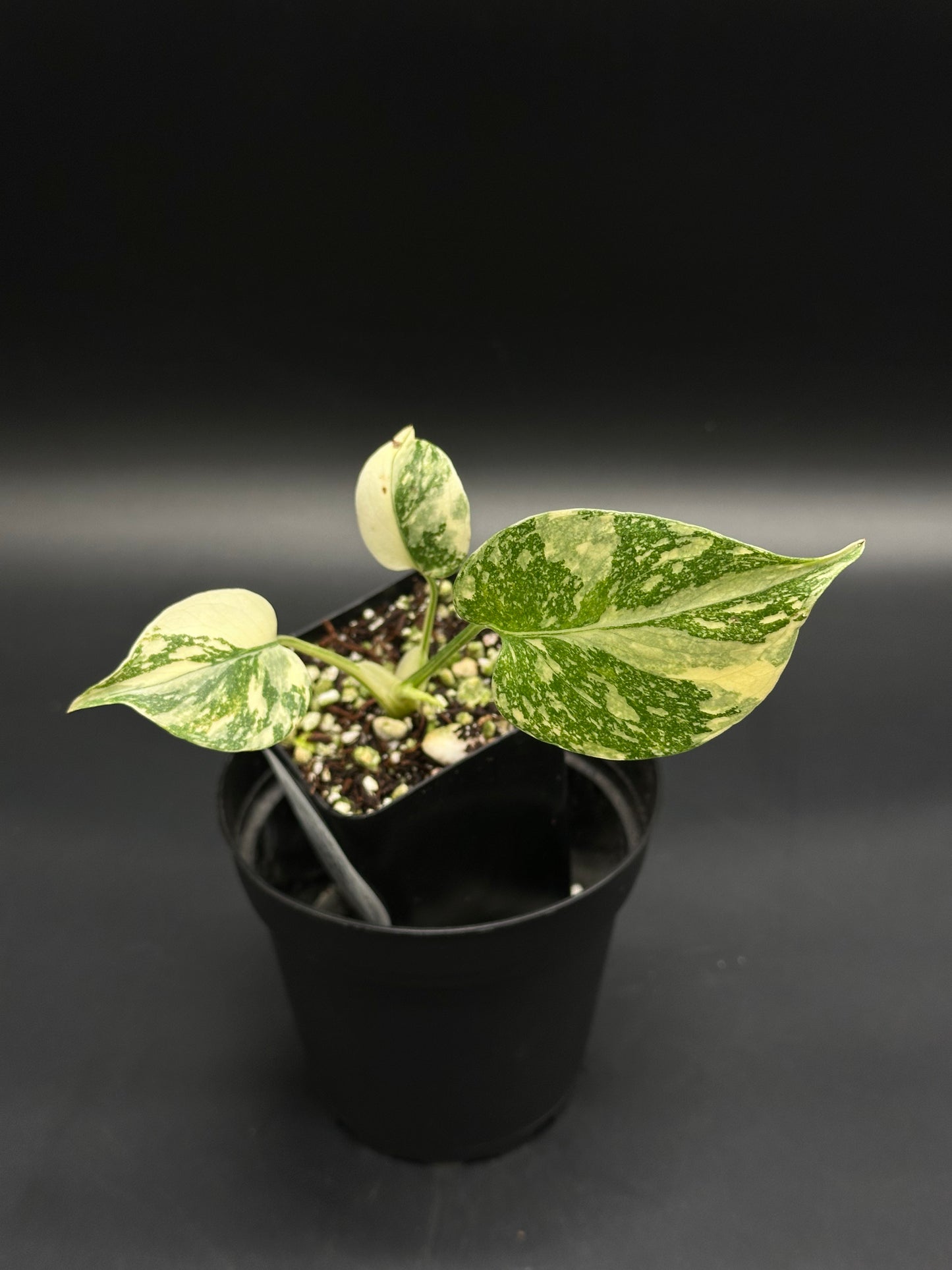 Monstera deliciosa 'Thai Constellation' cutting in a black nursery container, showing green and cream-marbled leaves with chunky, well-draining potting mix.