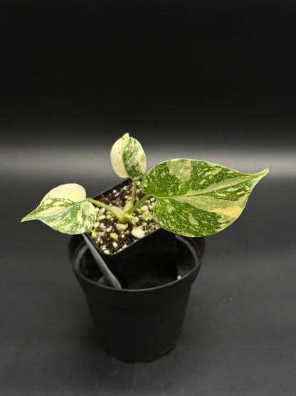 Monstera deliciosa 'Thai Constellation' cutting in a black nursery container, showing green and cream-marbled leaves with chunky, well-draining potting mix.