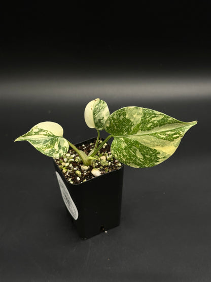 Monstera deliciosa 'Thai Constellation' in black pot, featuring variegated heart-shaped leaves in green and cream, ideal for exotic houseplant enthusiasts.