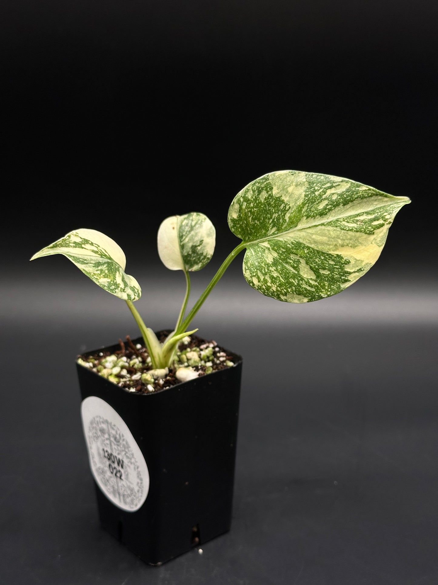 Monstera deliciosa 'Thai Constellation' in a 3-inch pot with cream-green variegated leaves, ideal for exotic houseplant collectors. Available at Next World Exotics.