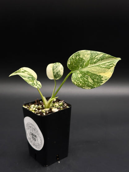 Monstera deliciosa 'Thai Constellation' in a 3-inch pot with cream-green variegated leaves, ideal for exotic houseplant collectors. Available at Next World Exotics.