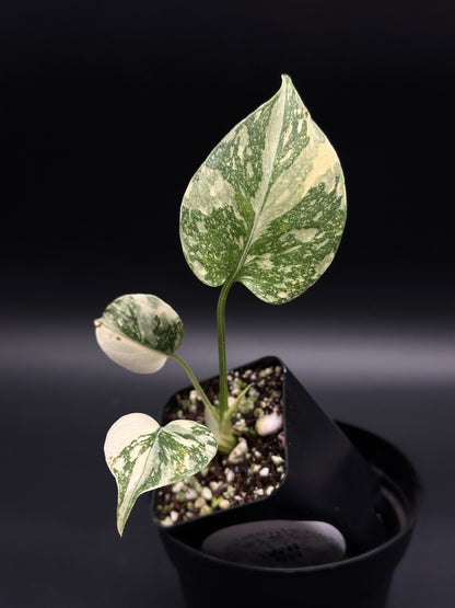 Monstera deliciosa 'Thai Constellation' (130W079) cutting in black nursery pot, featuring heart-shaped variegated leaves, perfect for collectors seeking rare tropical houseplants.