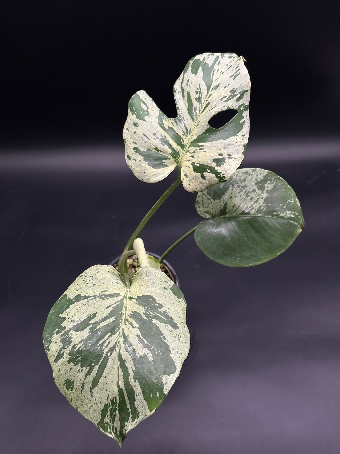 Monstera deliciosa 'Vietciosa' with distinctive creamy-white and green variegated, fenestrated leaves, highlighting its rare tropical allure. Perfect for exotic plant enthusiasts.