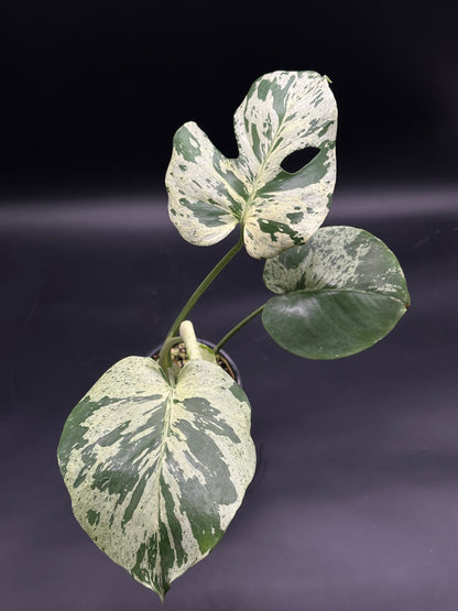 Monstera deliciosa 'Vietciosa' with distinctive creamy-white and green variegated, fenestrated leaves, highlighting its rare tropical allure. Perfect for exotic plant enthusiasts.
