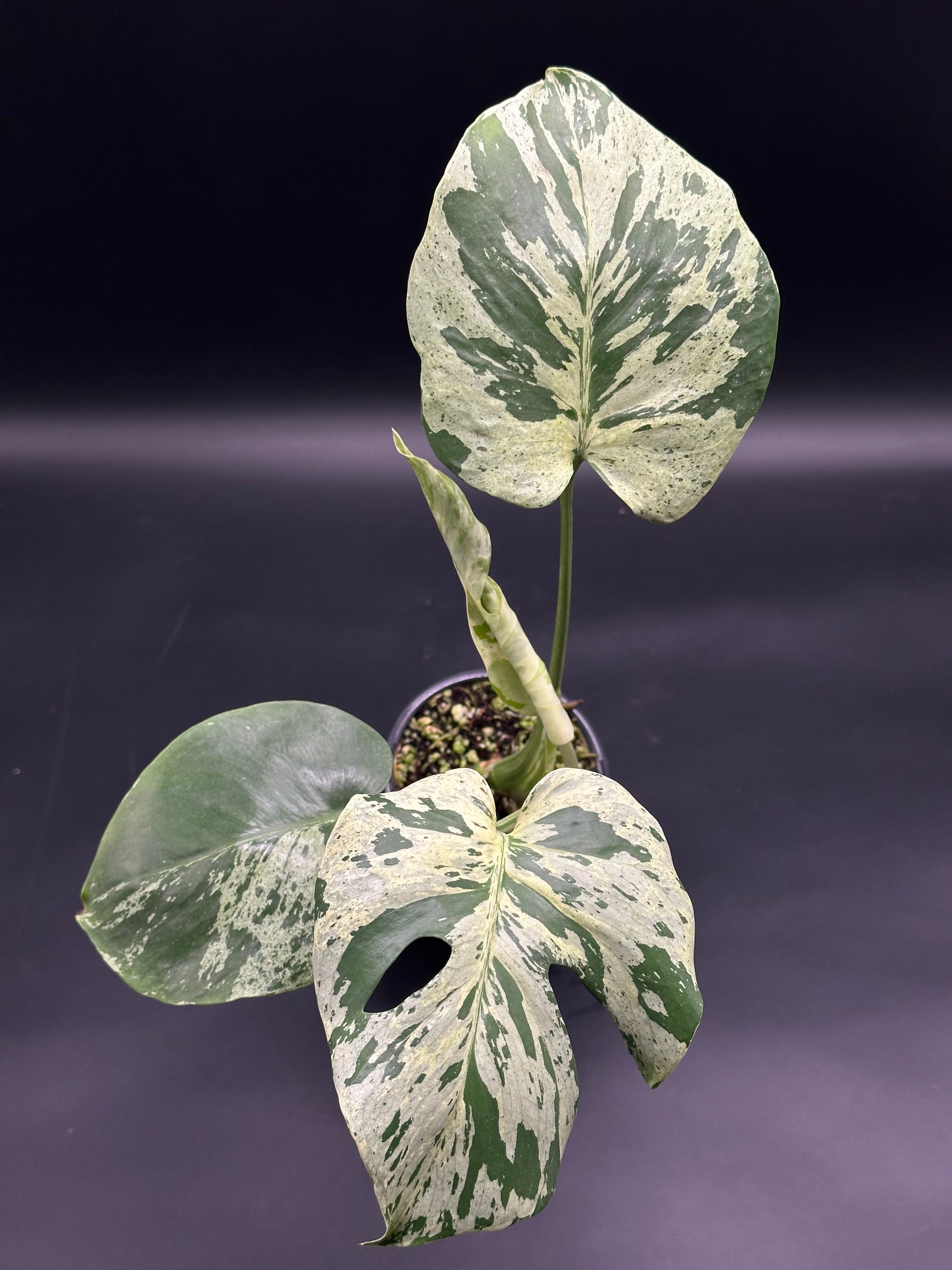 Monstera deliciosa 'Vietciosa', a potted plant with creamy, consistently variegated fenestrated leaves, ideal for exotic houseplant enthusiasts.