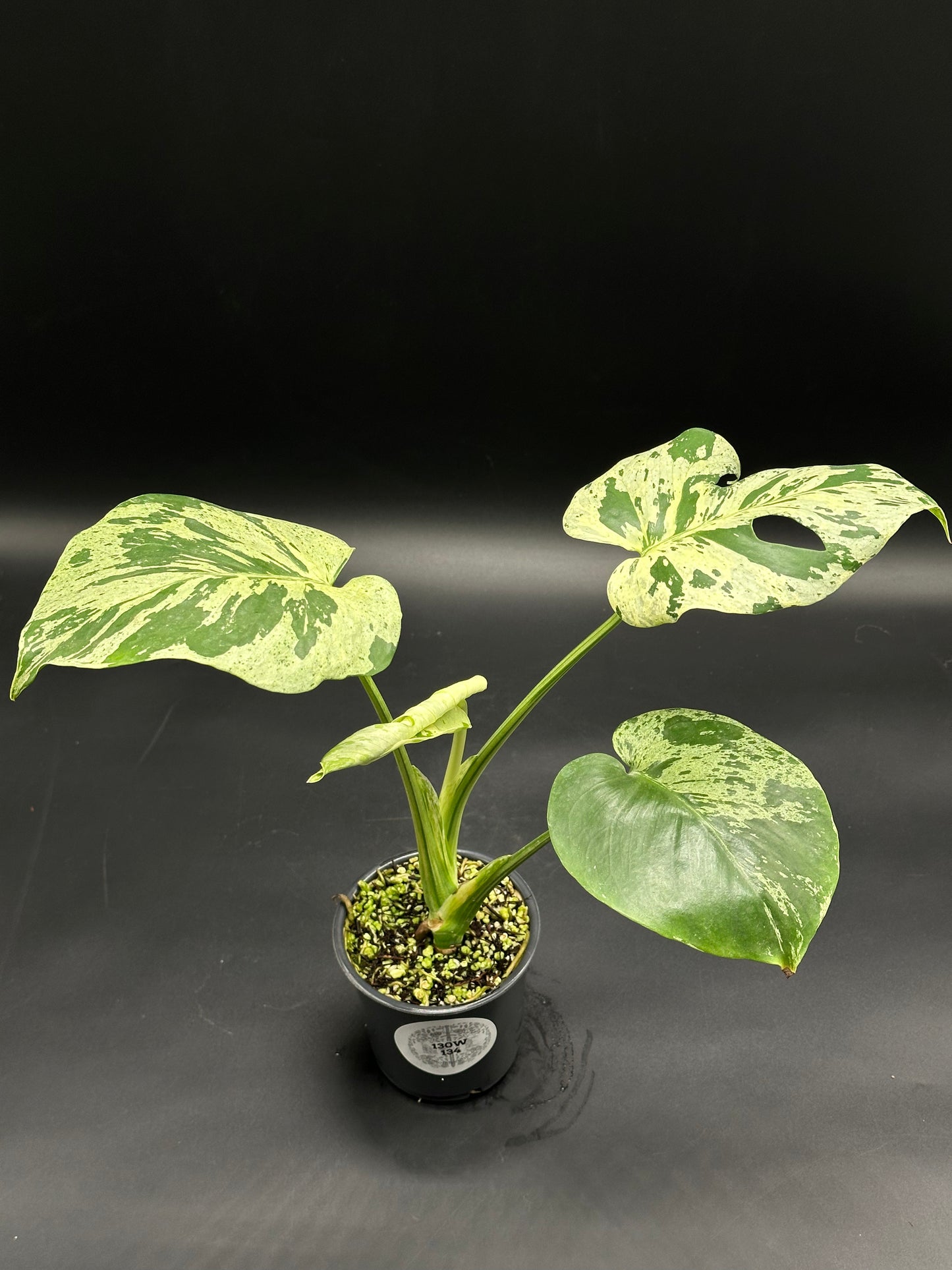 Monstera deliciosa 'Vietciosa' plant in a small pot, showcasing large, cream-variegated split leaves with fresh growth, ideal for exotic houseplant enthusiasts.
