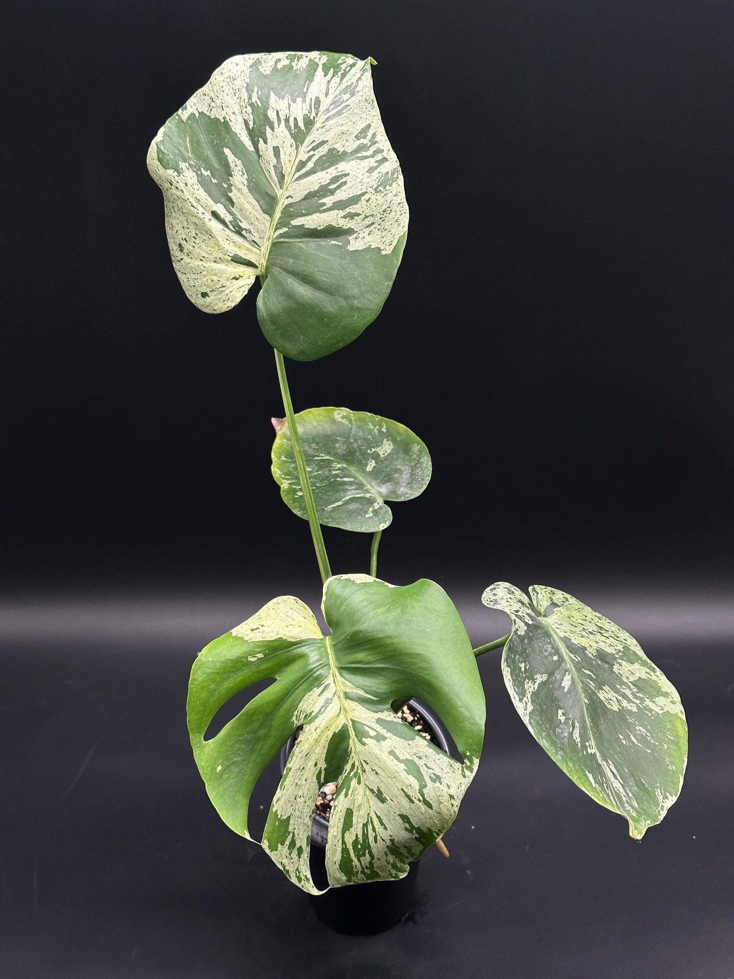 Monstera deliciosa 'Vietciosa' featuring split leaves with green-and-cream variegation, highlighting its rare, exotic appeal for tropical houseplant enthusiasts.