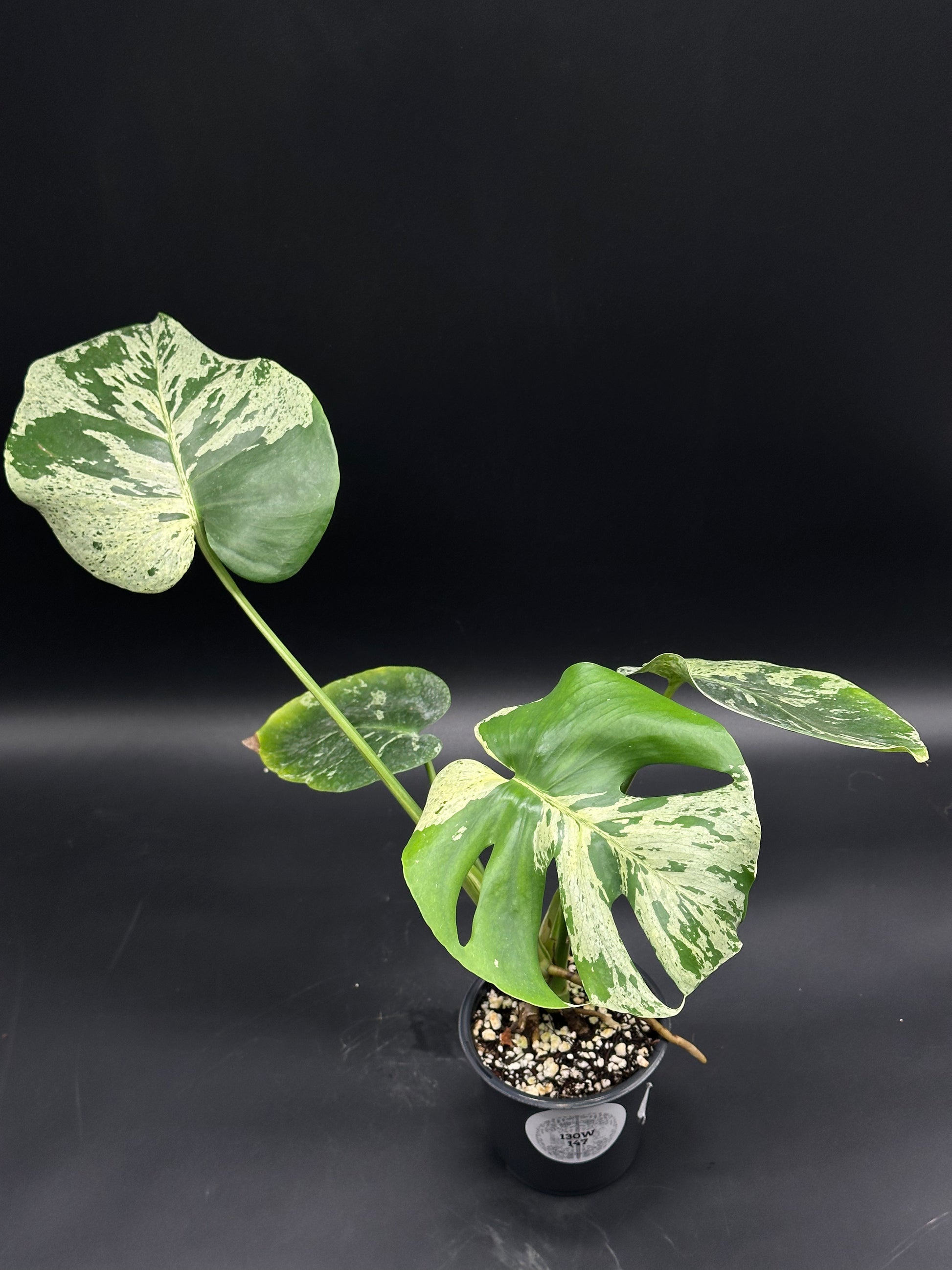 Monstera deliciosa 'Vietciosa' (130W147) with fenestrated leaves showcasing creamy and green variegation, perfect for exotic plant enthusiasts seeking rare tropical houseplants.