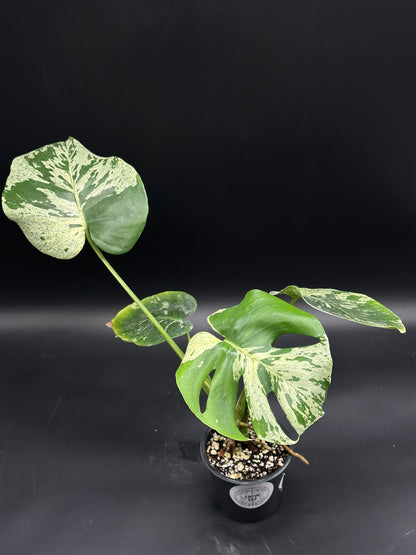 Monstera deliciosa 'Vietciosa' (130W147) with fenestrated leaves showcasing creamy and green variegation, perfect for exotic plant enthusiasts seeking rare tropical houseplants.