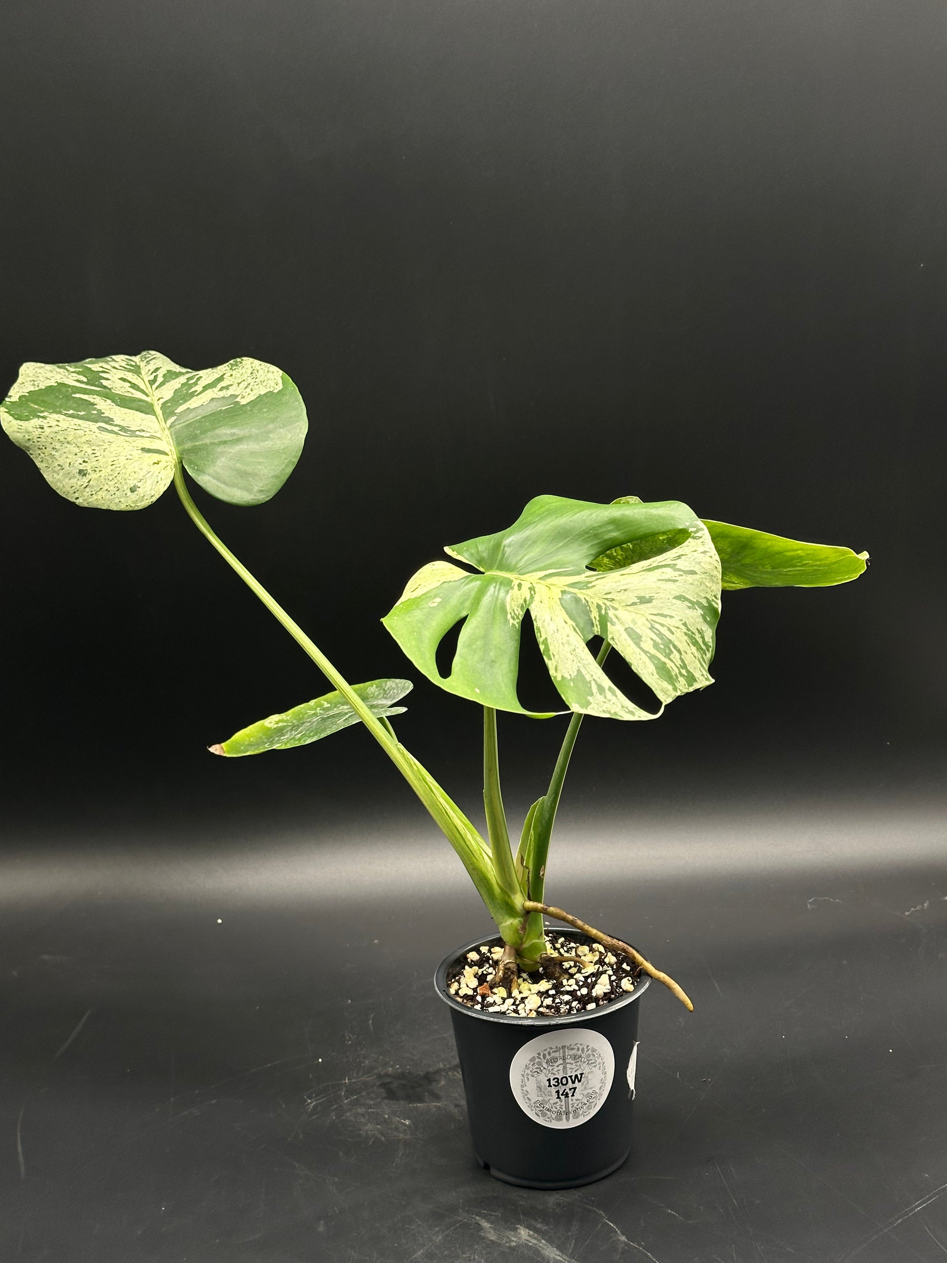 Monstera deliciosa 'Vietciosa' (130W147) in a black nursery pot, showcasing creamy, variegated fenestrated leaves, ideal for exotic houseplant collections.