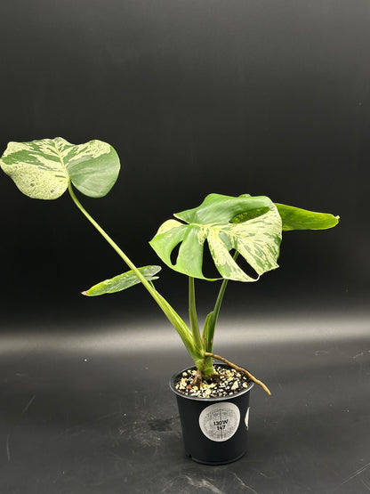 Monstera deliciosa 'Vietciosa' (130W147) in a black nursery pot, showcasing creamy, variegated fenestrated leaves, ideal for exotic houseplant collections.