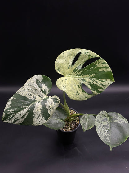 Monstera deliciosa 'Vietciosa' with uniquely split leaves featuring creamy, consistent variegation, highlighting its exotic fenestrated foliage, perfect for plant collectors.
