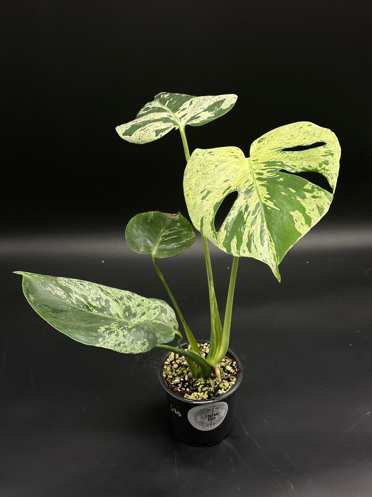 Monstera deliciosa 'Vietciosa' (130W153) with fenestrated leaves and creamy variegation, showcasing the unique Swiss-cheese plant characteristics. Ideal for exotic houseplant enthusiasts.