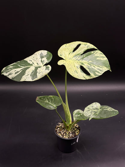 Monstera deliciosa 'Vietciosa' in a black pot, featuring distinctively fenestrated leaves with creamy variegation, ideal for exotic houseplant enthusiasts.