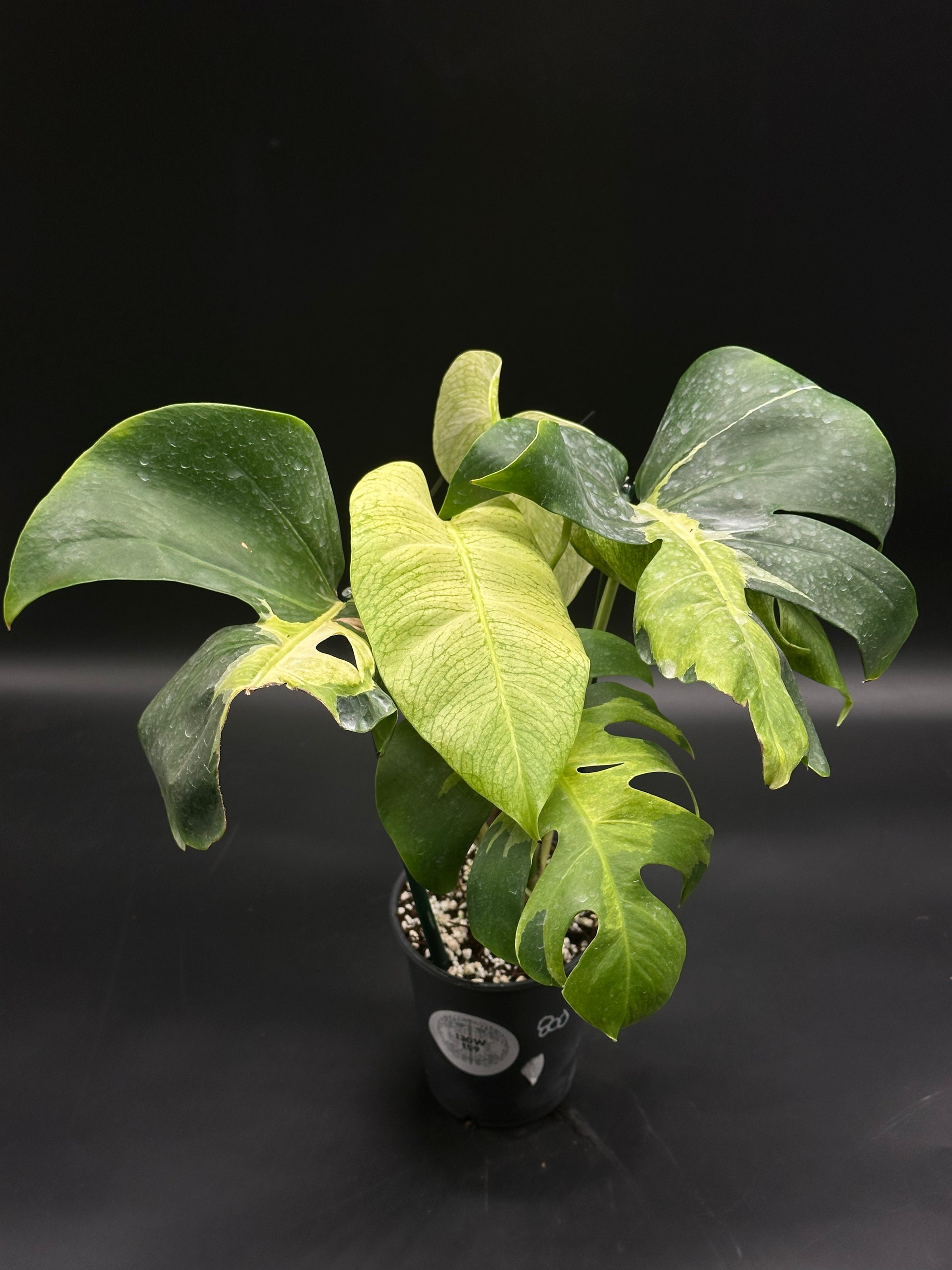 Variegated Monstera deliciosa in a black nursery pot, showcasing fenestrated glossy leaves and yellow-green new growth—featured in Next World Exotics' Rare Plants for Sale (130W159).