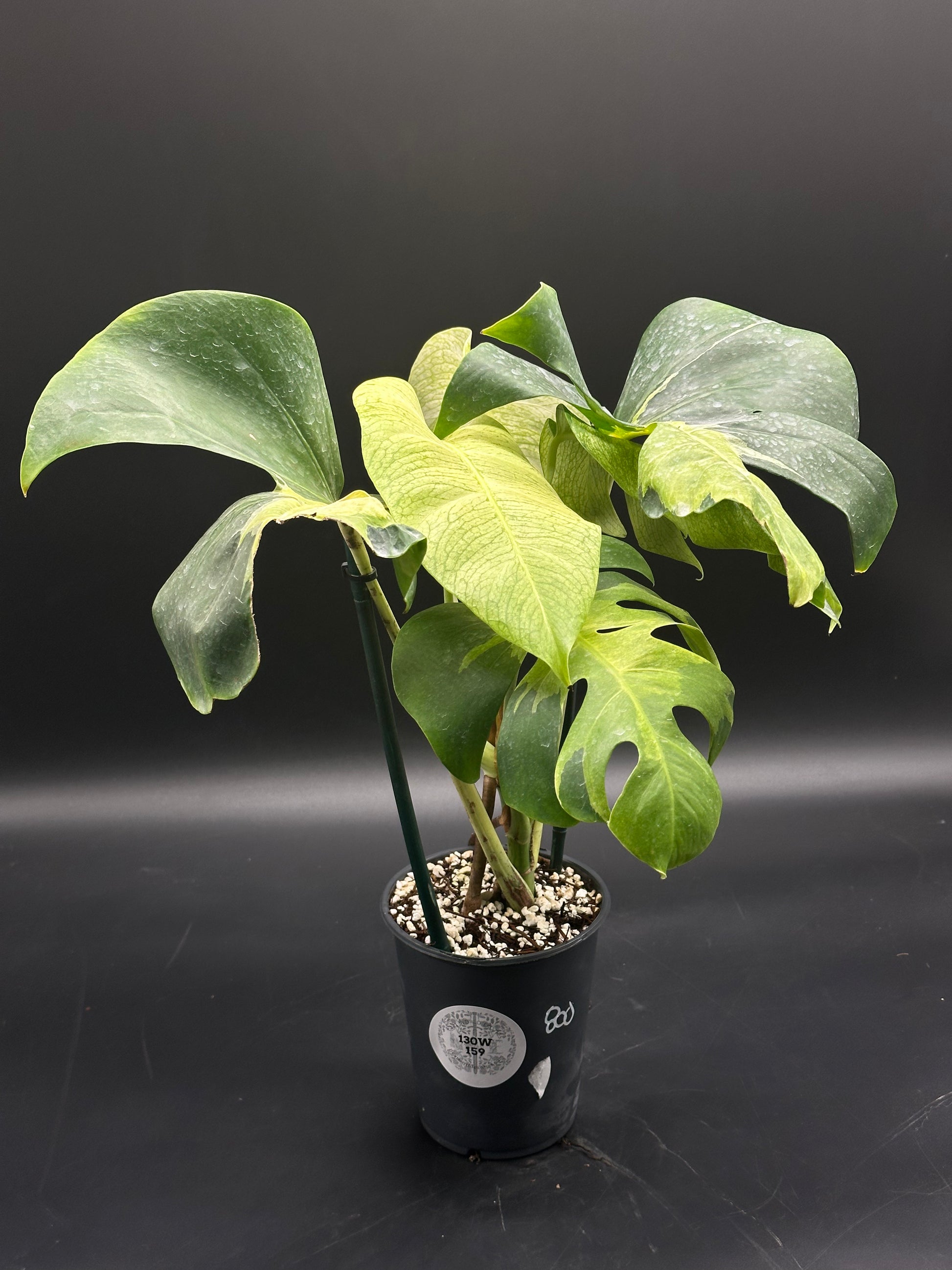 Monstera 130W159, young plant in a black nursery pot, features lobed, perforated leaves, supported by a green stake; perfect for exotic plant enthusiasts.