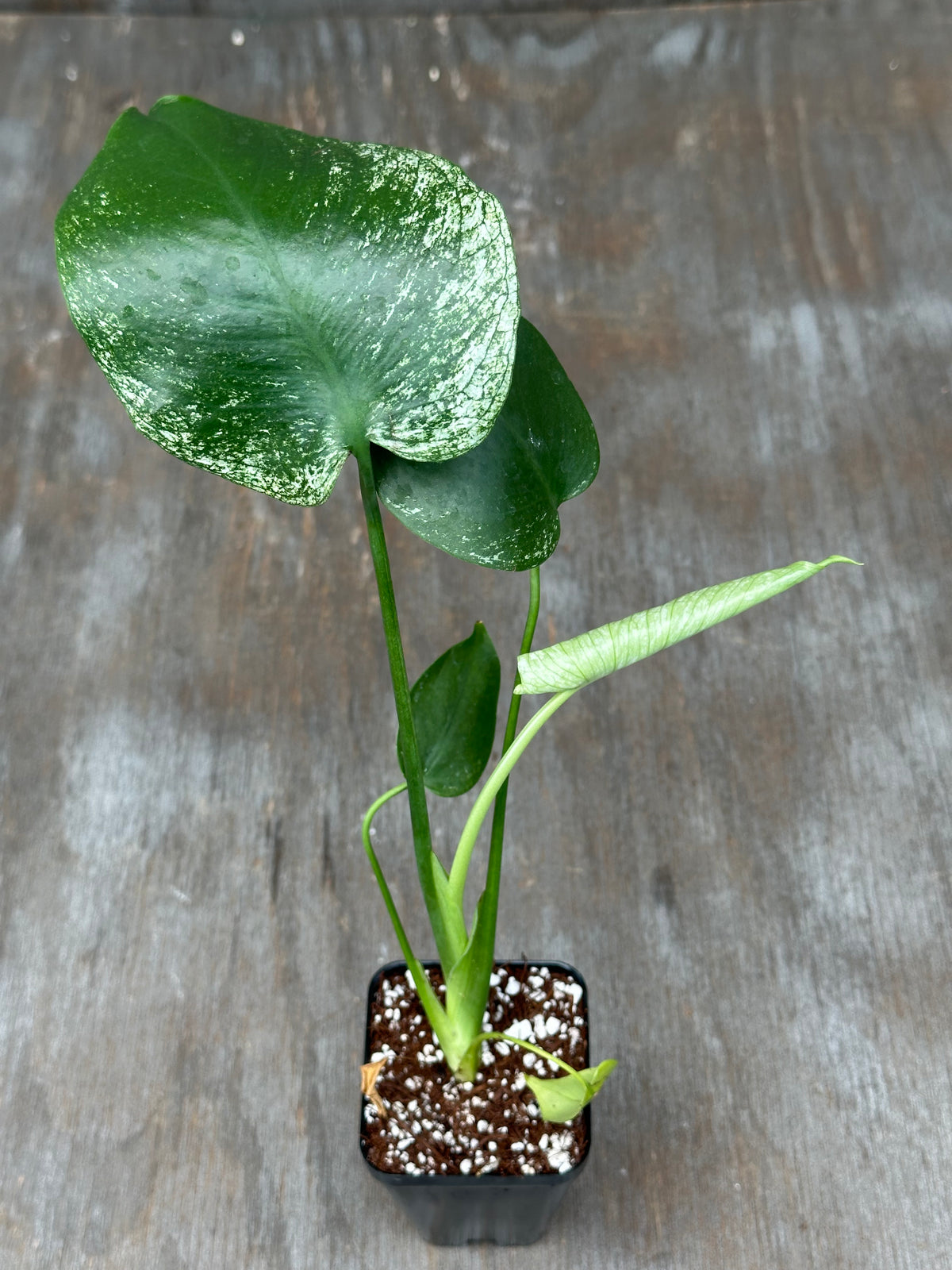 Monstera Devil Monster