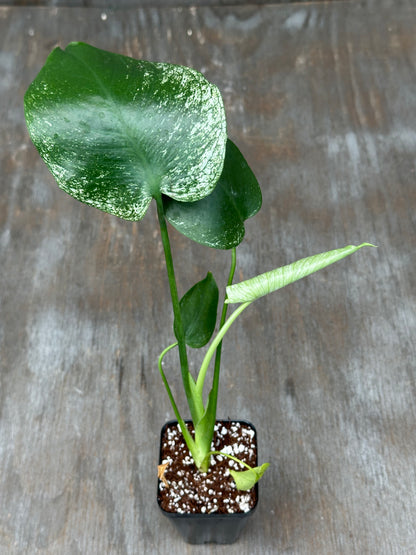 Monstera Devil Monster