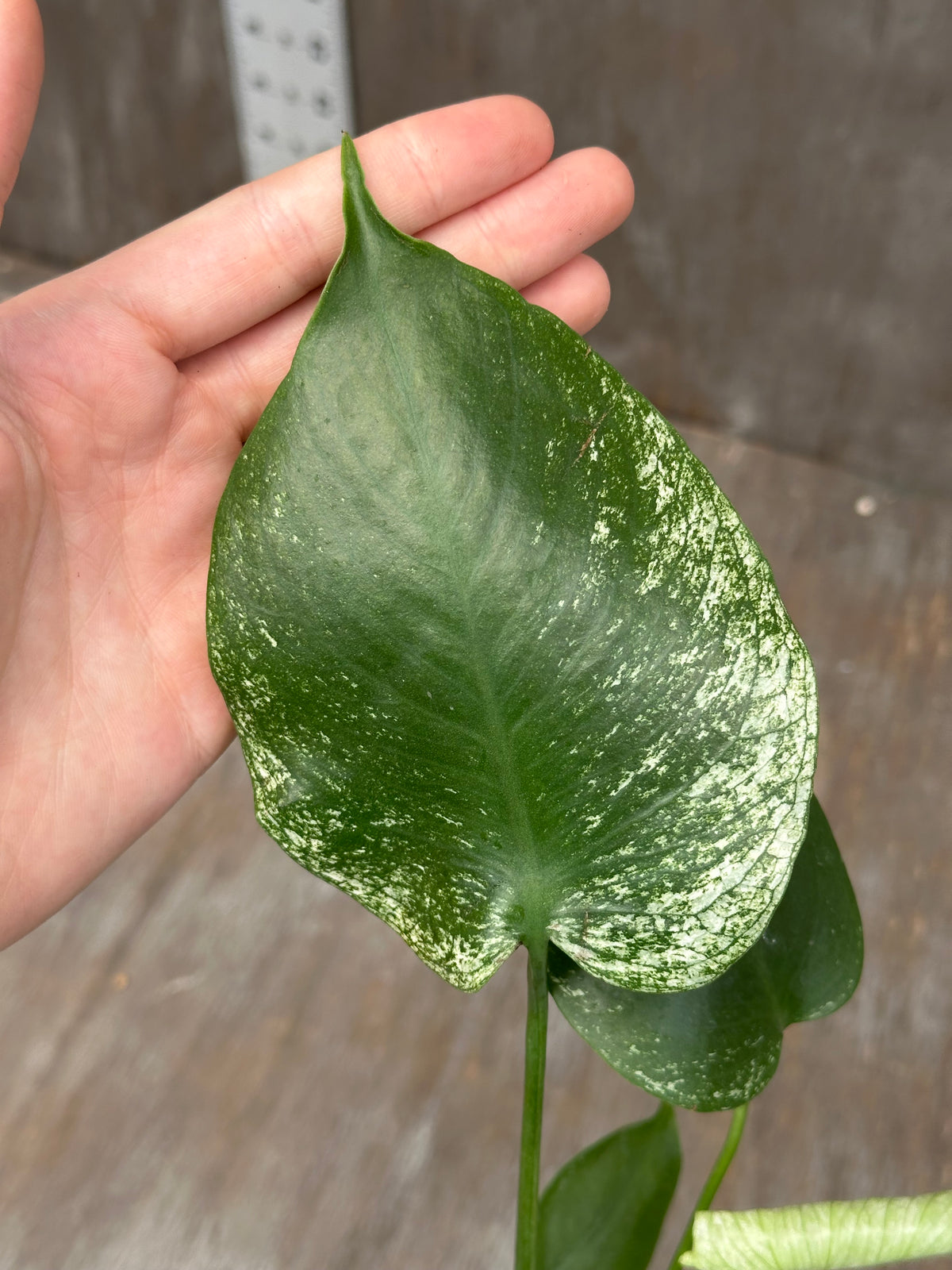 Monstera Devil Monster