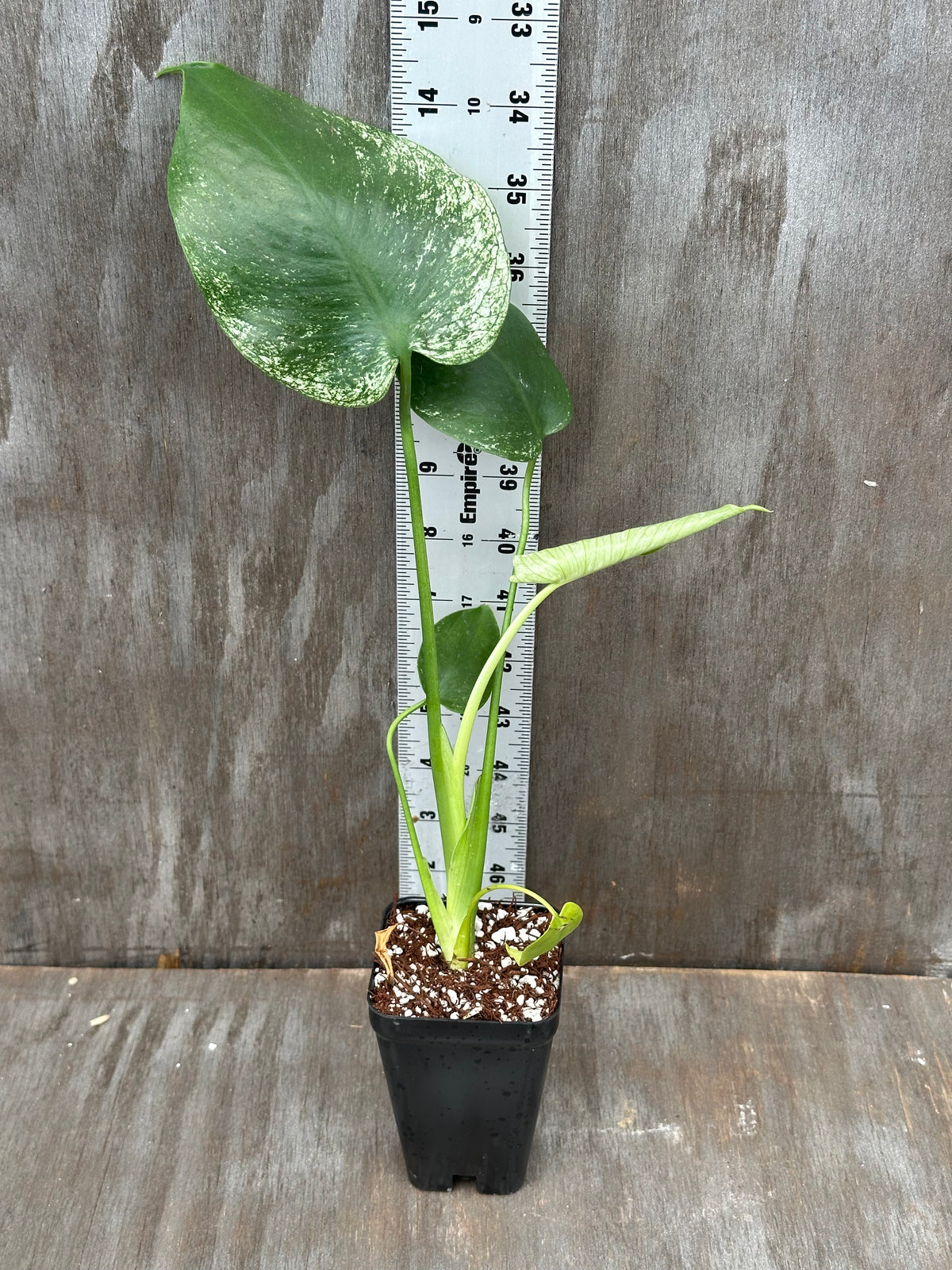 Monstera Devil Monster