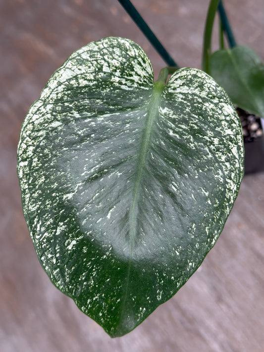 Monstera Devil Monster 727WEB074