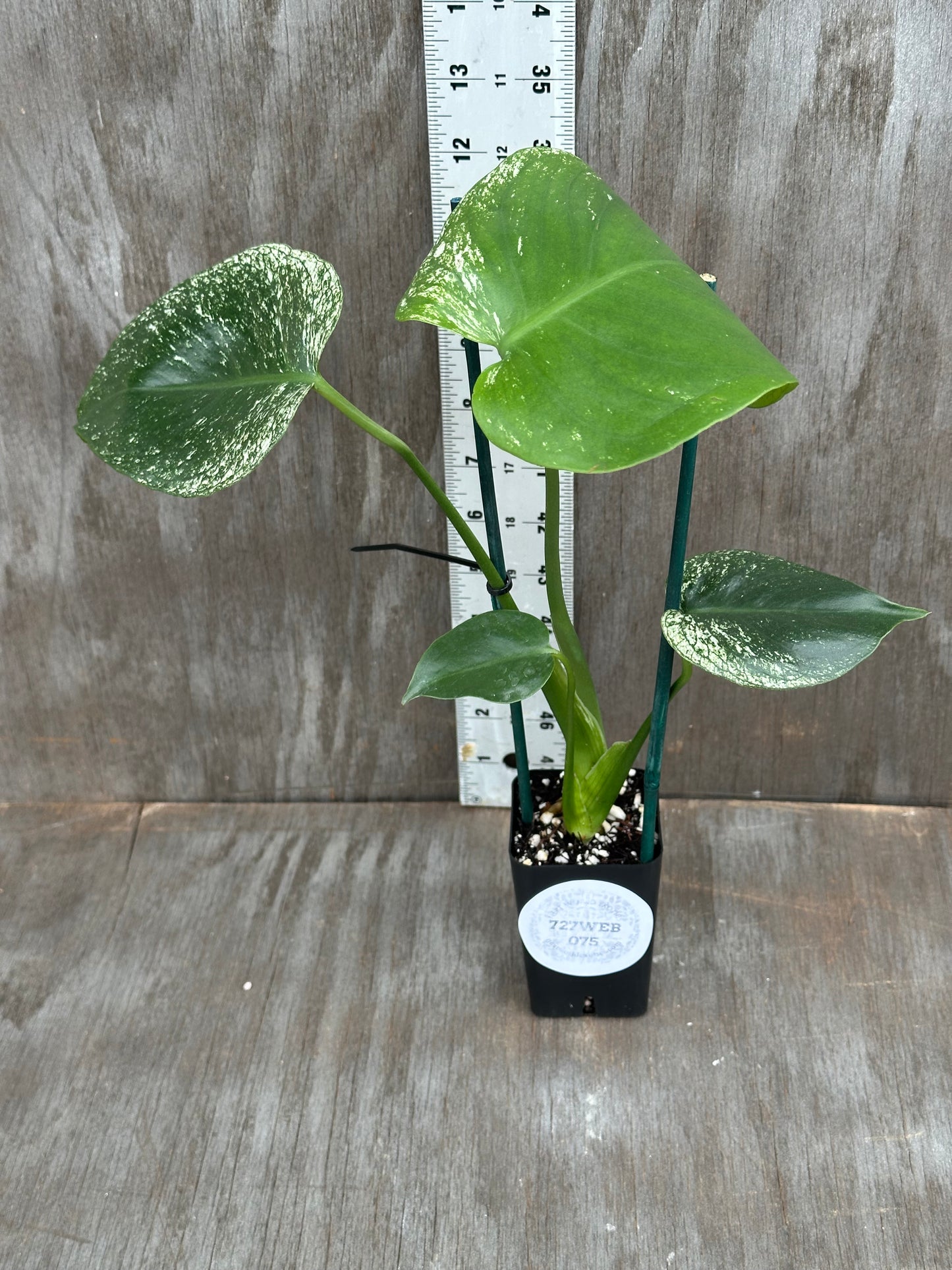Monstera Devil Monster 727WEB074