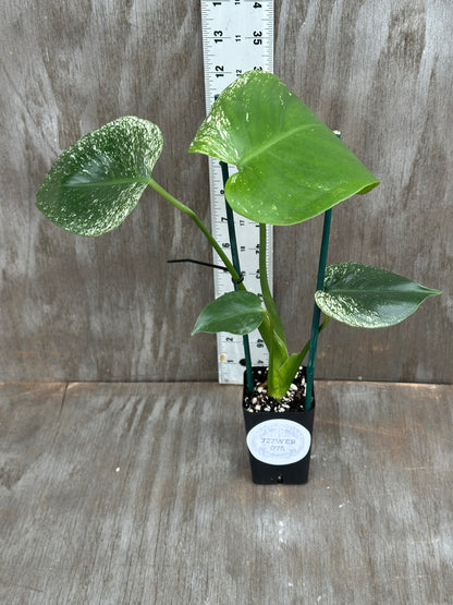 Monstera Devil Monster 727WEB074