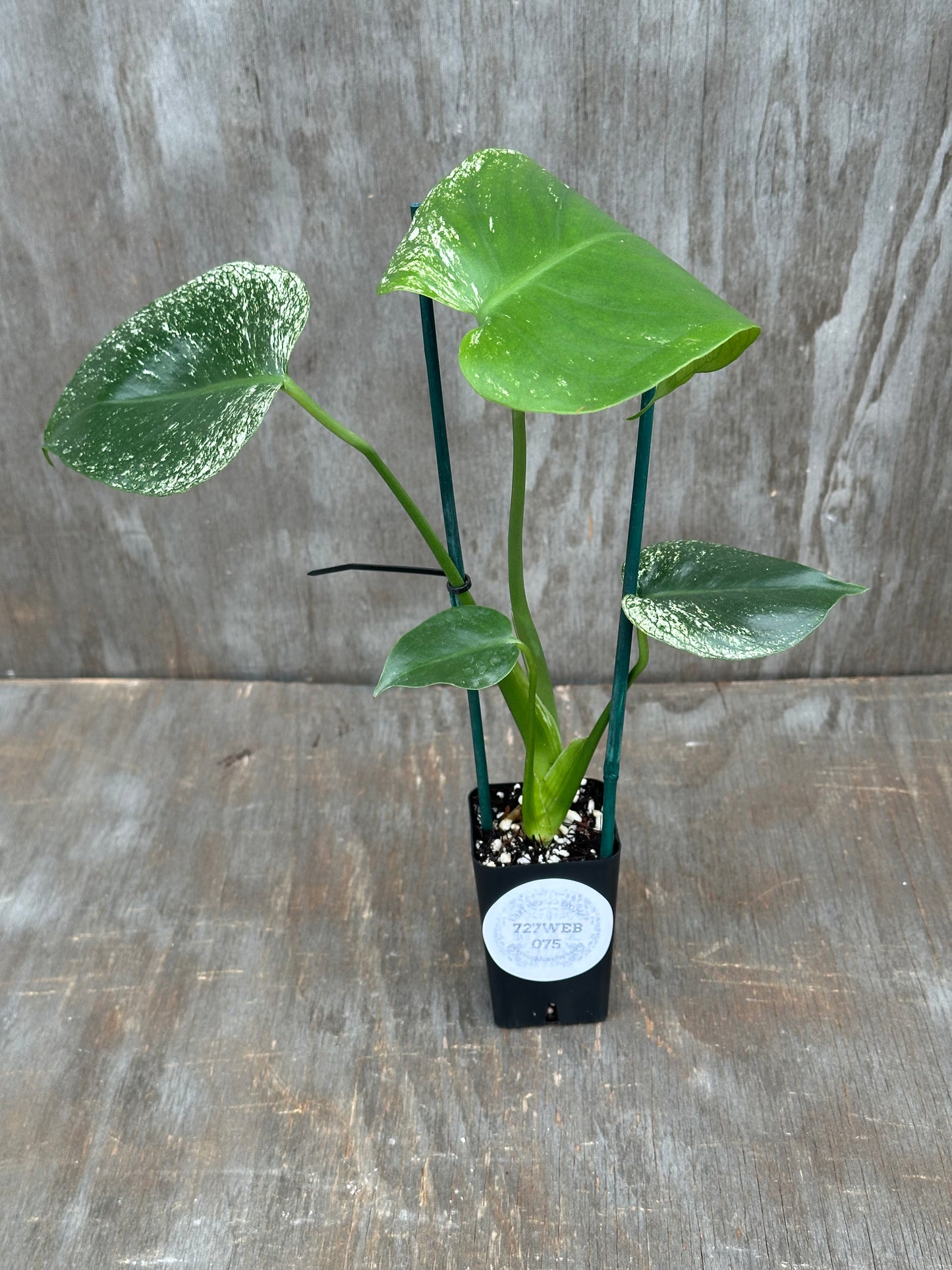 Monstera Devil Monster 727WEB074