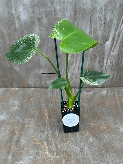 Monstera Devil Monster 727WEB074
