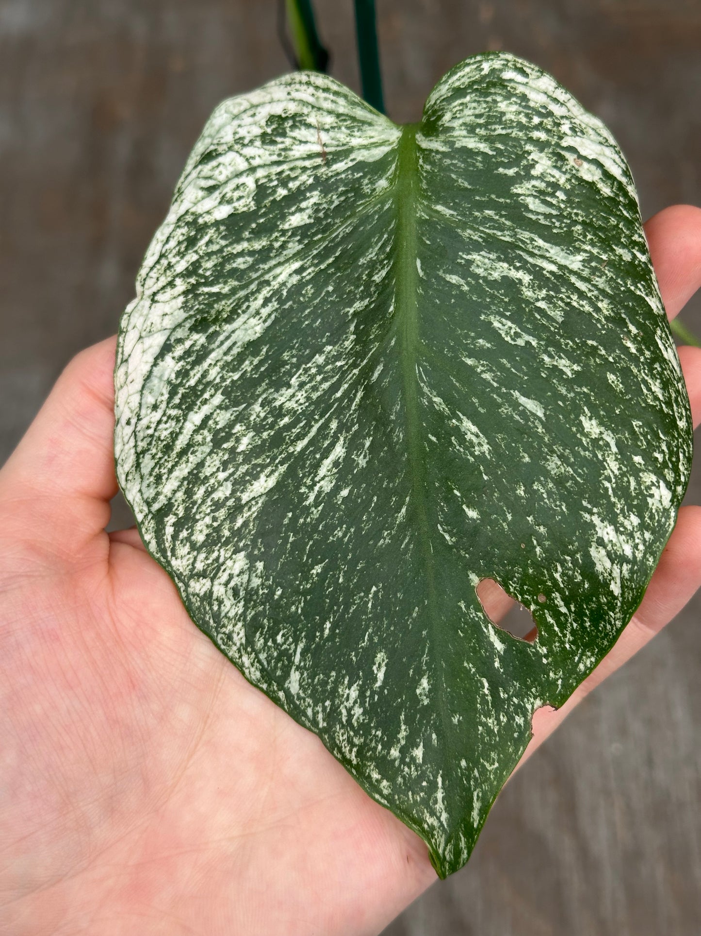 Monstera Devil Monster 727WEB075