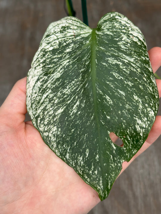 Monstera Devil Monster 727WEB075