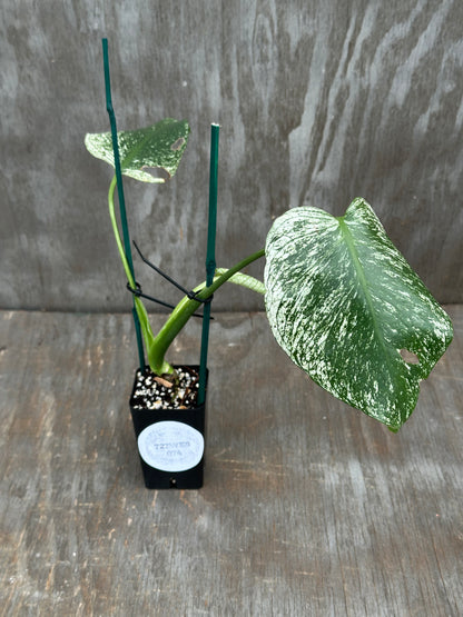 Monstera Devil Monster 727WEB075