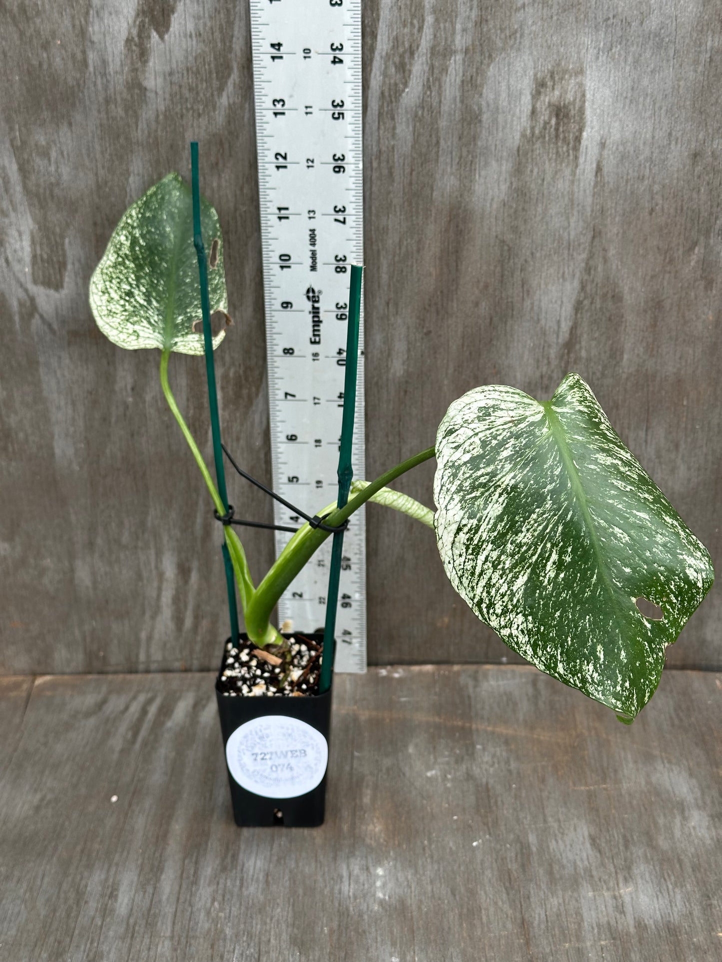 Monstera Devil Monster 727WEB075