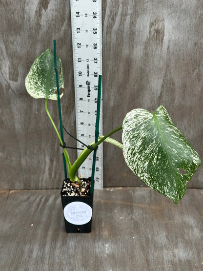 Monstera Devil Monster 727WEB075