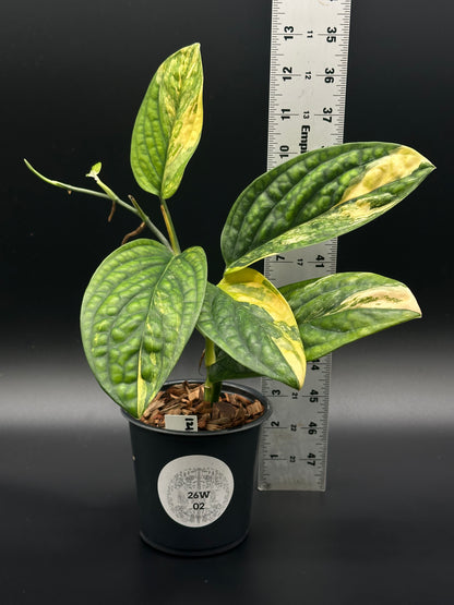 monstera peru for sale Monstera Karstenianum 'Peru' Variegated (26W02)