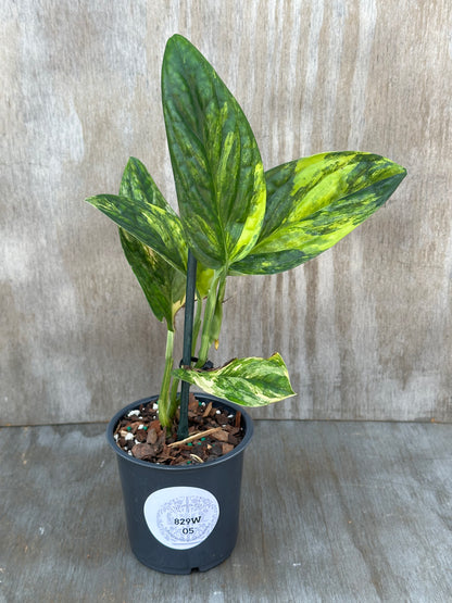 Monstera Karstenianum 'Peru' variegated plant staked in a 4-inch pot, featured in a collection of rare tropical houseplants from Next World Exotics.