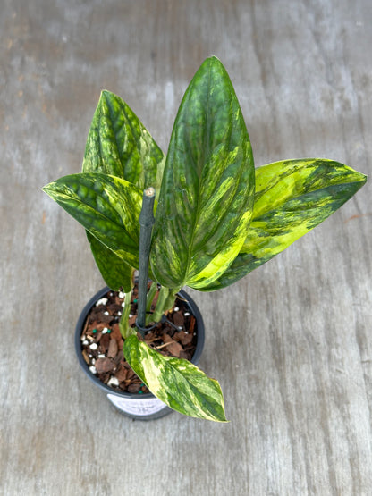 Monstera karstenianum 'Peru' variegated, staked in a 4-inch pot, showcasing green and yellow leaves, perfect for exotic houseplant enthusiasts.