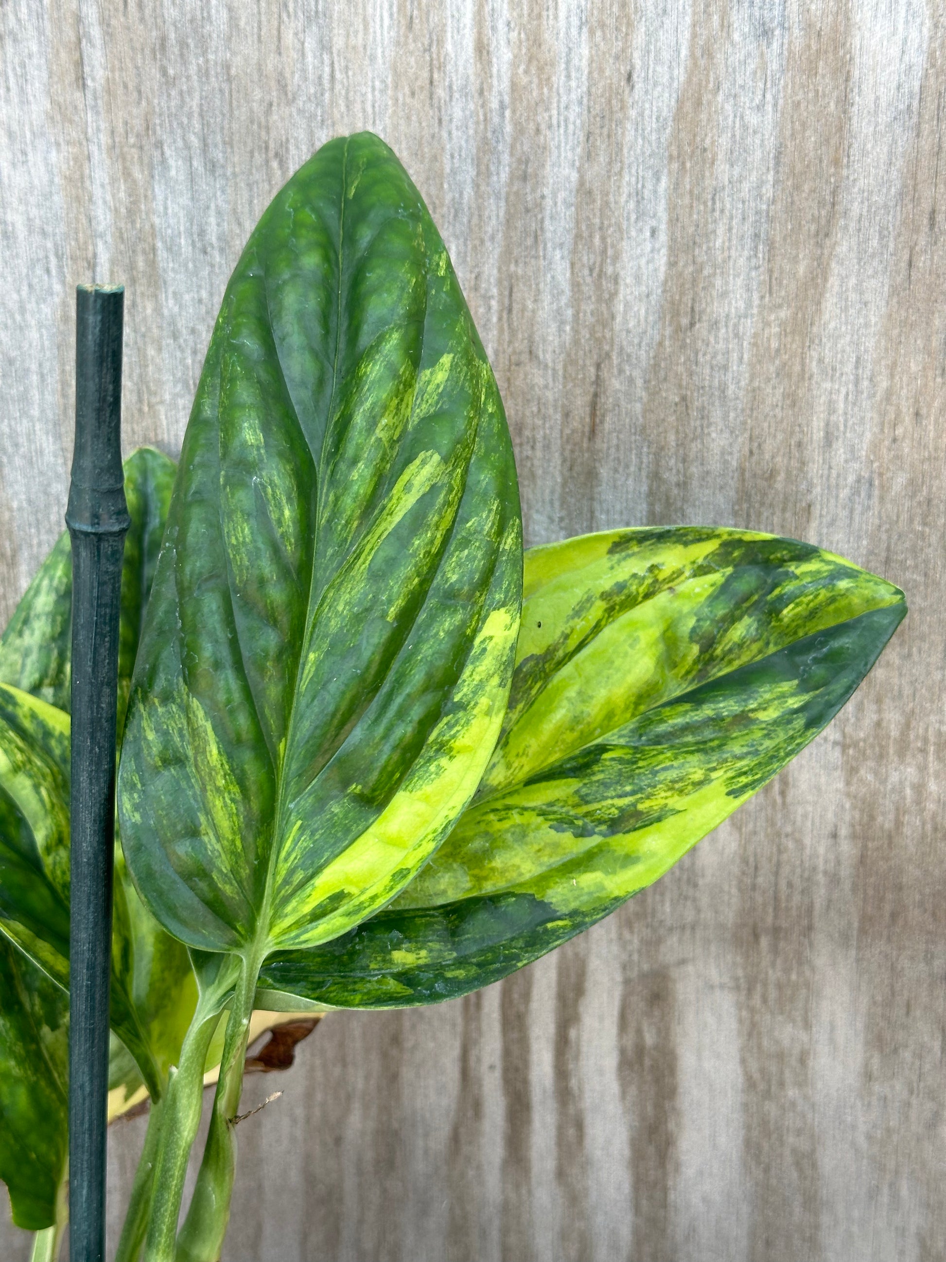 Close-up of Monstera Karstenianum 'Peru' variegated plant staked in a 4-inch pot, showcasing its green and yellow textured leaves.