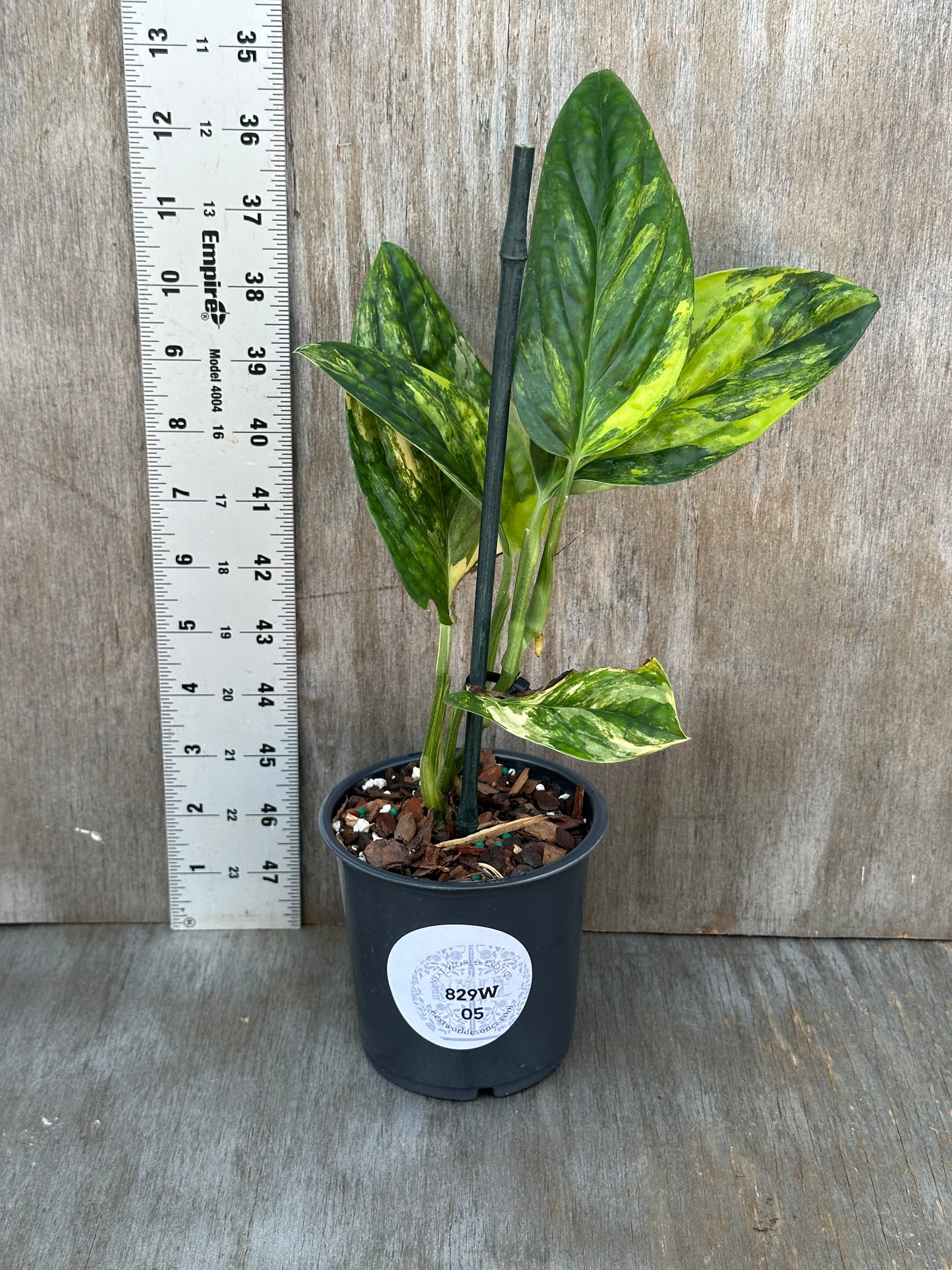 Monstera Karstenianum 'Peru' staked in a 4-inch pot next to a ruler, showcasing its size.