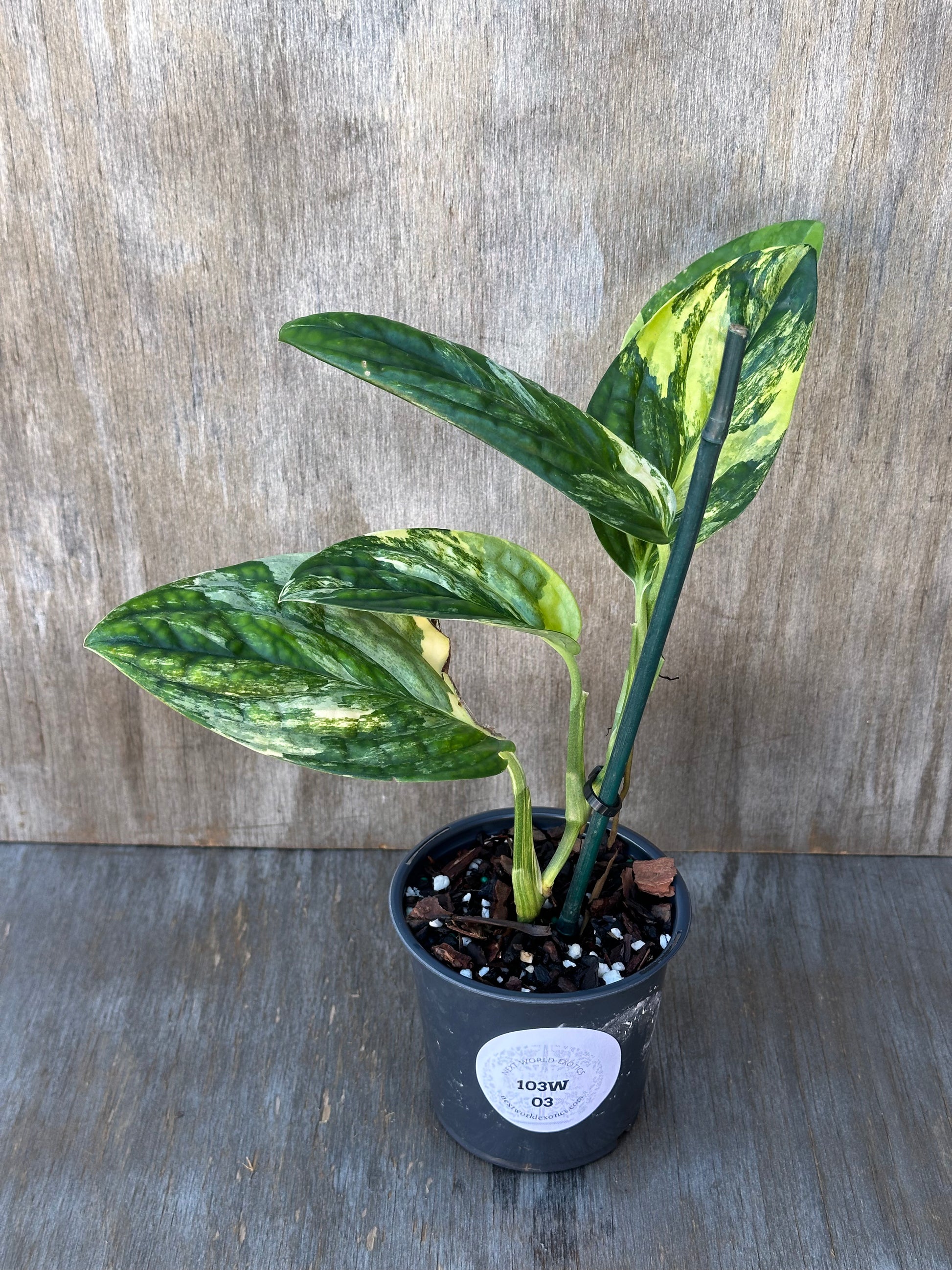 Monstera Karstenianum 'Peru' variegated plant in a 4-inch pot, featuring lush green leaves, staked for support.