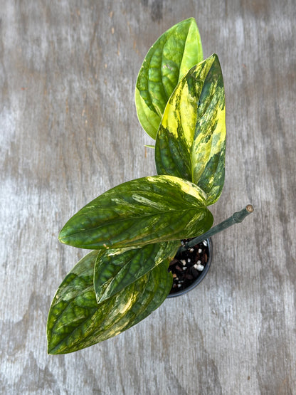 Monstera Karstenianum 'Peru' variegated plant staked in a 4-inch pot, showcasing lush, textured leaves.