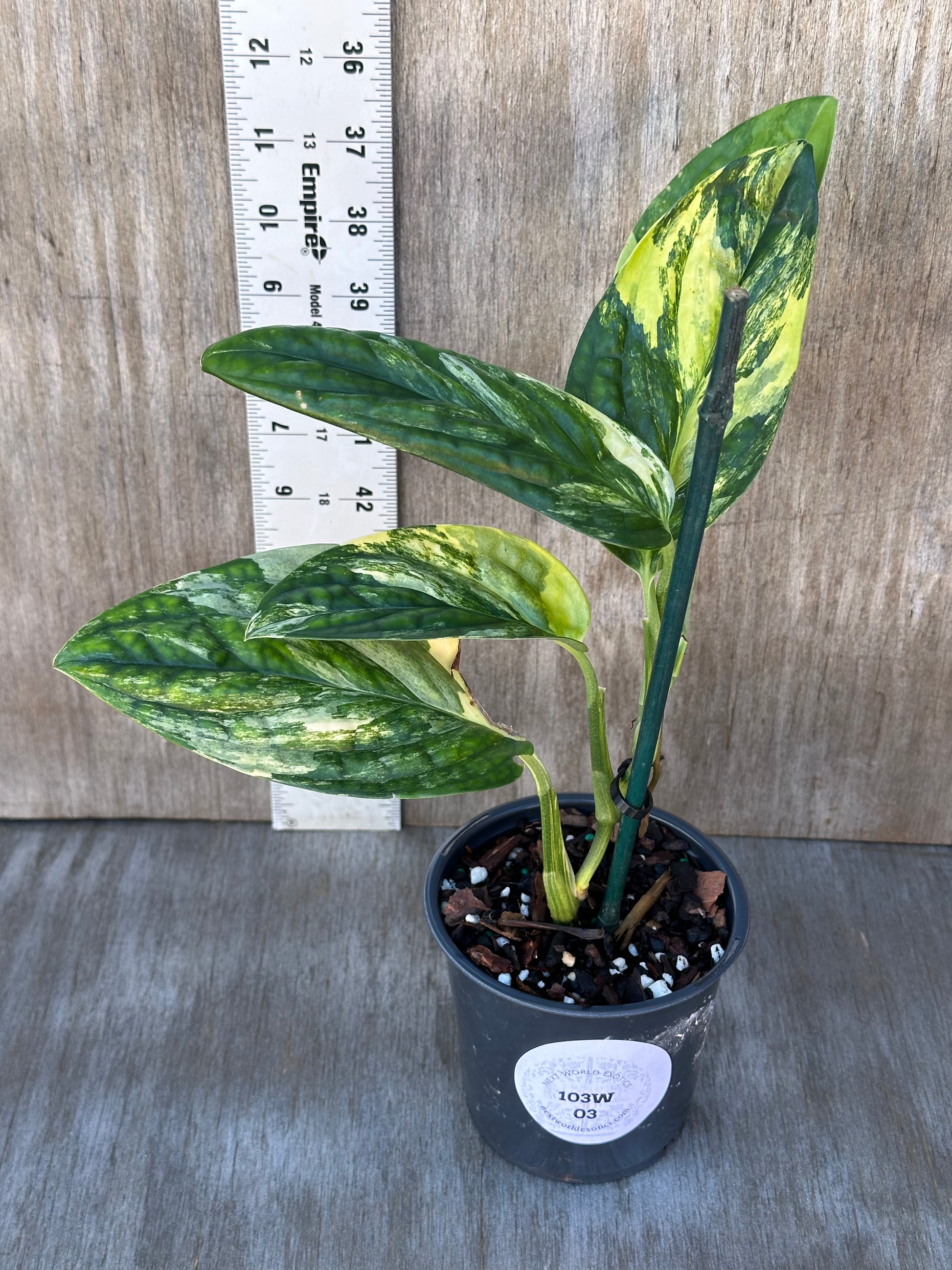 Monstera Karstenianum 'Peru' variegated plant, staked in a 4-inch pot, showcased by Next World Exotics.