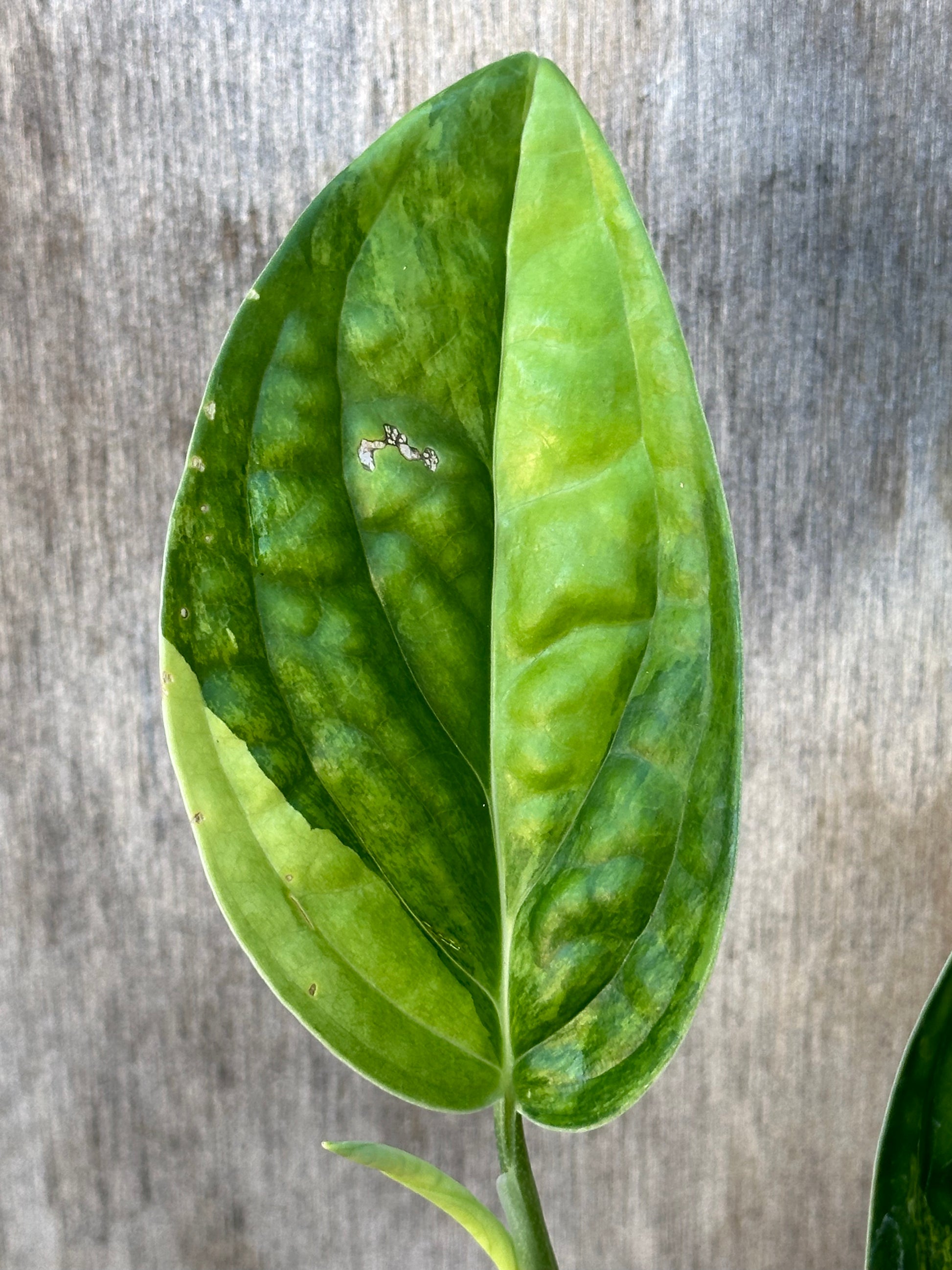 Close-up of a Monstera Karstenianum 'Peru' leaf, showing its texture and detail. The plant is staked in a 4-inch pot.