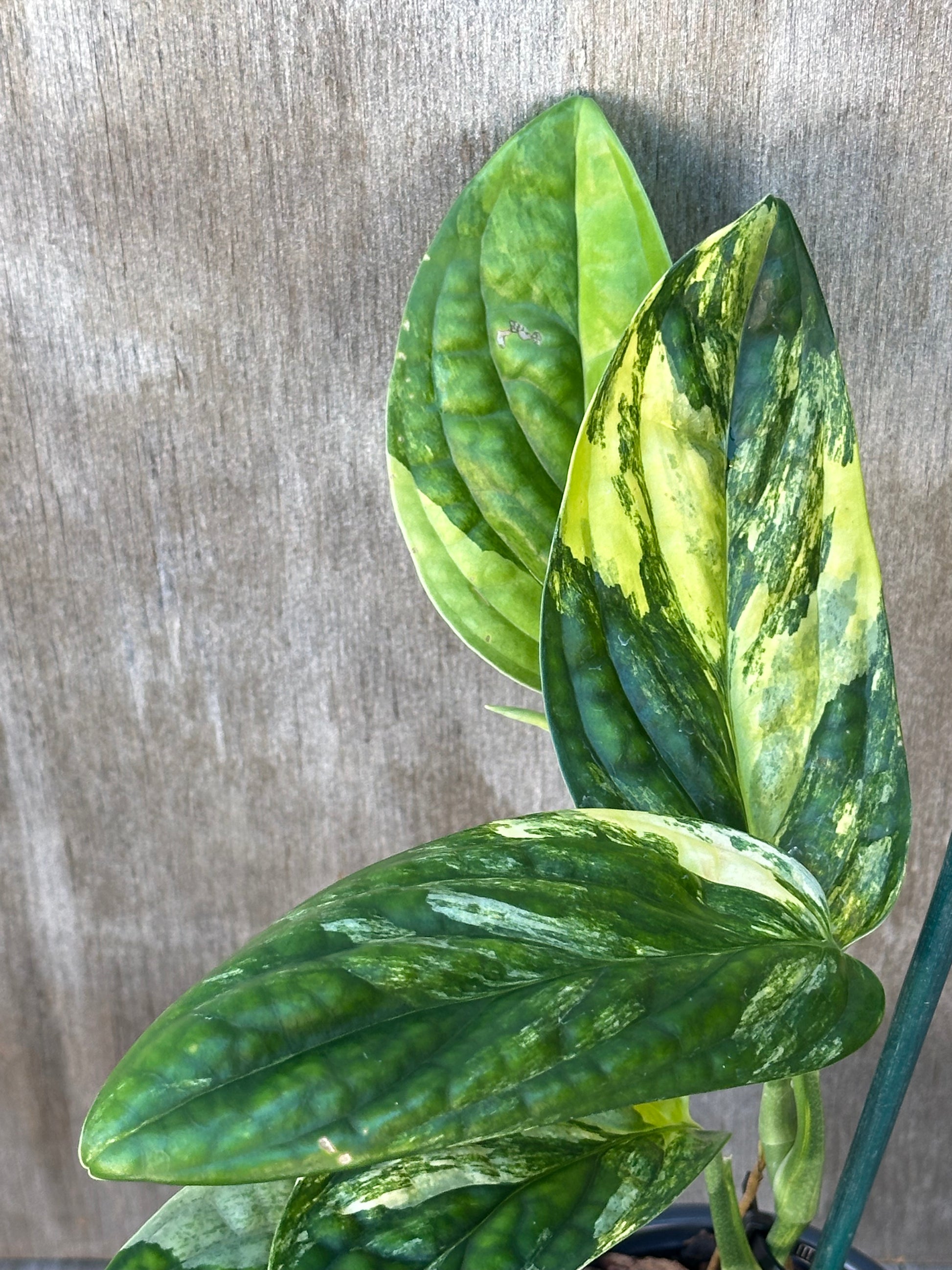 Close-up of Monstera Karstenianum 'Peru' staked in a 4-inch pot, showcasing its lush green leaves.